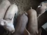 Schweine (Partie, Geschlecht nicht angegeben), Schweine — Foto 3