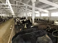 Cow, Yaroslavl cattle — photo 7