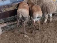 Ovce, West-Siberian mutton sheep — foto 2