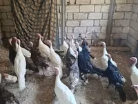 أبيض عريض الصدر — الصورة 2