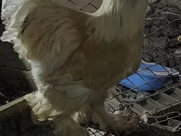 Brahma