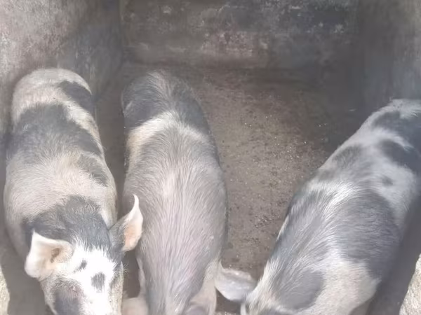 Sow, Pigs