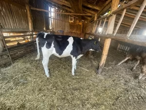 Kuh, Holstein-Rasse — Ungarn