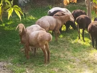 أغنام (دفعة، الجنس غير محدد), Arashan sheep — الصورة 3