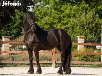 घोड़ी, Friesian — फ़ोटो 1