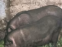 公猪, Вьетнамская вислобрюхая — 照片 2