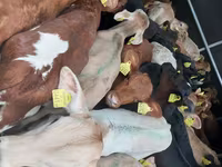 Bydło (partia, płeć nieokreślona), Simmental cattle — zdjęcie 1