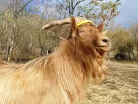 बकरा, बकरियाँ — फ़ोटो 2