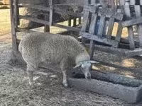 Juh, Beltex sheep — 1. fotó