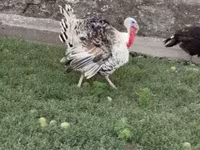 Turkeys — الصورة 3