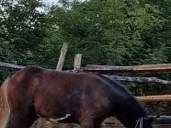 公马, Horses