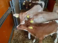 公牛, Cattle — 照片 3