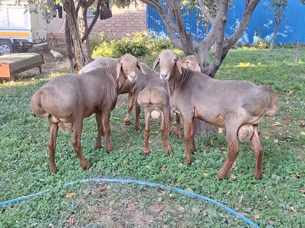 Kos, Karakul sheep