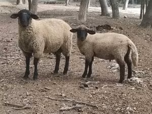 Beran, White Suffolk sheep — Maďarsko