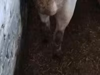 Eber, Schweine — Foto 2