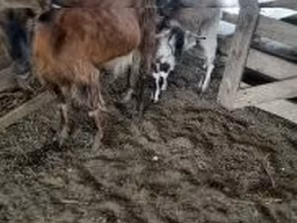 公山羊, Goats
