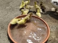 Ducks — Foto 4