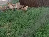Chickens — foto 2