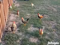 Chickens — foto 1