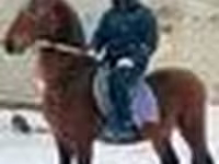 Hing, Arabian horse — 6. fotó