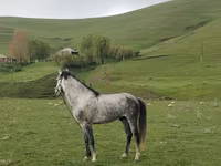 Hing, Azerbaijan horse — 2. fotó