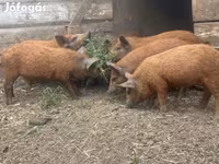 Schweine (Partie, Geschlecht nicht angegeben), Мангалица — Foto 3