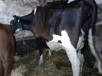母牛, Holstein breed — 照片 1