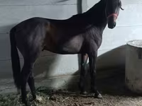 Koń, Konie — zdjęcie 4