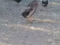 Ducks — 照片 1