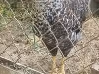 Chickens — foto 7