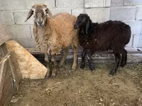 Kos, Small-tailed Han sheep — 1. fotó