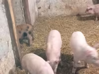 Disznók (tétel, nem megadva), Sertések — 4. fotó