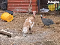 Turkeys — फ़ोटो 2
