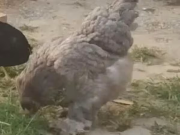 丝羽鸡