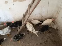 Chickens — photo 4