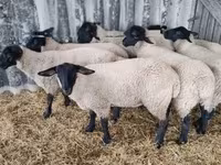 Qoyun, White Suffolk sheep — foto 2