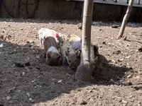 मादा सूअर, सूअर — फ़ोटो 4
