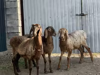Schaf, Hissar sheep — Foto 3