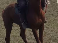 Cheval, Trakehner — photo 1