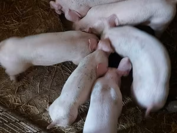 Süldőanya, Крупная белая