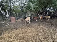 Bika, Swiss cattle — 1. fotó