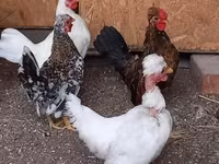 gallina danesa — foto 7