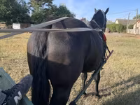घोड़ा, Nonius horse — फ़ोटो 3