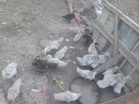 Ducks — الصورة 3