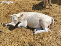 Bika, Charolais cattle — 2. fotó