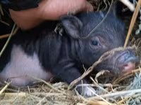 母猪, Pigs — 照片 1