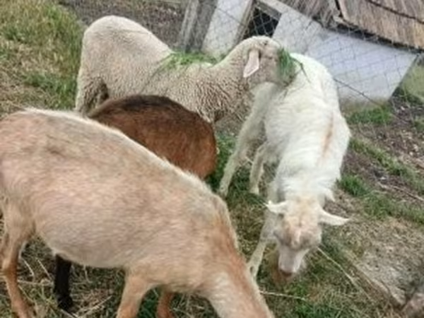 Kos, Merino sheep — Magyarország