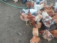 Chickens — फ़ोटो 2