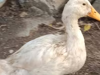 Ducks — Foto 6