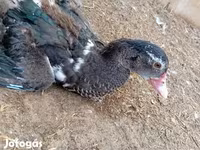 Ducks — الصورة 3